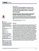 The Mouse Cytomegalovirus Gene m42 Targets Surface Expression of the Protein Tyrosine Phosphatase CD45 in Infected Macrophages