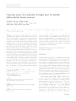 Varicella zoster virus infection of highly pure terminally differentiated human neurons