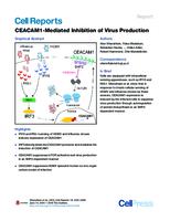 CEACAM1-Mediated Inhibition of Virus Production