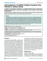 Cytomegalovirus microRNAs Facilitate Persistent Virus Infection in Salivary Glands