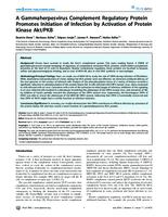 A Gammaherpesvirus Complement Regulatory Protein Promotes Initiation of Infection by Activation of Protein Kinase Akt/PKB