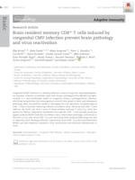 Brain‐resident memory CD8+ T cells induced by congenital CMV infection prevent brain pathology and virus reactivation