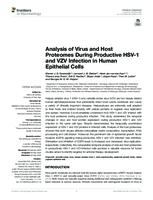 Analysis of Virus and Host Proteomes During Productive HSV-1 and VZV Infection in Human Epithelial Cells