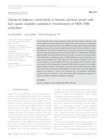 Carvacrol induces cytotoxicity in human 
cervical cancer cells but causes cisplatin 
resistance: involvement of MEK-ERK activation