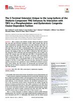 The C-Terminal Extension Unique to the Long Isoform of the Shelterin Component TIN2 Enhances Its Interaction with TRF2 in a Phosphorylation- and Dyskeratosis Congenita Cluster-Dependent Fashion