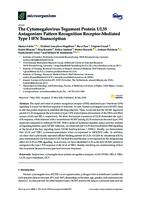 The Cytomegalovirus Tegument Protein UL35 
Antagonizes Pattern Recognition Receptor-
Mediated Type I IFN Transcription