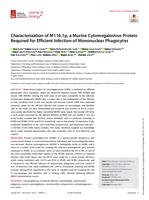 Characterization of M116.1p, a Murine Cytomegalovirus Protein Required for Efficient Infection of Mononuclear Phagocytes