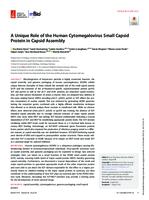 A Unique Role of the Human Cytomegalovirus Small Capsid Protein in Capsid Assembly