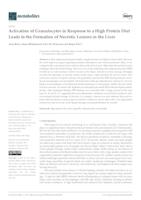 Activation of Granulocytes in Response to a High Protein Diet Leads to the Formation of Necrotic Lesions in the Liver