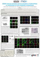 MCMV induces activation and accumulation of Arf6 GTPase on membranes of virion assembly compartment