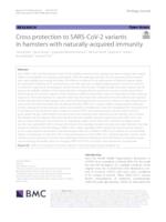 Cross protection to SARS-CoV-2 variants in hamsters with naturally-acquired immunity