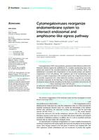 Cytomegaloviruses reorganize endomembrane system to intersect endosomal and amphisome-like egress pathway