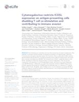 Cytomegalovirus restricts ICOSL expression on antigen-presenting cells disabling T cell co-stimulation and contributing to immune evasion