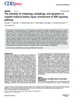 The interplay of mitophagy, autophagy, and apoptosis in cisplatin-induced kidney injury: involvement of ERK signaling pathway