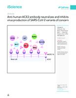 prikaz prve stranice dokumenta Anti-human ACE2 antibody neutralizes and inhibits virus production of SARS-CoV-2 variants of concern
