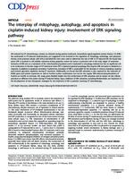 prikaz prve stranice dokumenta The interplay of mitophagy, autophagy, and apoptosis in cisplatin-induced kidney injury: involvement of ERK signaling pathway